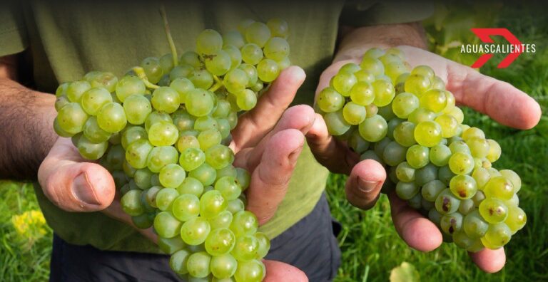 Aguascalientes: Líder en cultivo de maíz, uva y guayaba